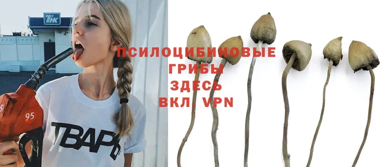 Галлюциногенные грибы Psilocybe  гидра   Беломорск 